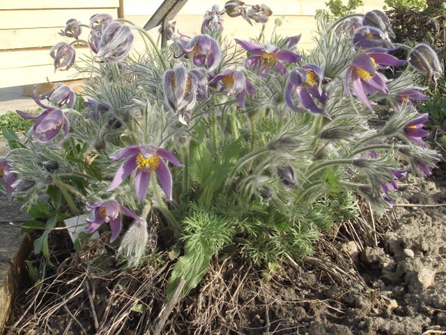 Pulsatilla vulgaris